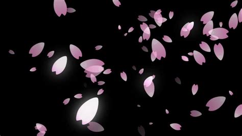 Royalty Free Cherry Blossom Petals Falling 5630438 Stock Video