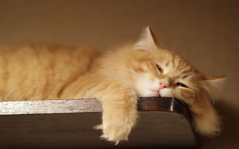 16 Of The Laziest Cats On The Planet