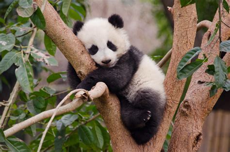 All Sizes Baby Panda In Tree Flickr Photo Sharing