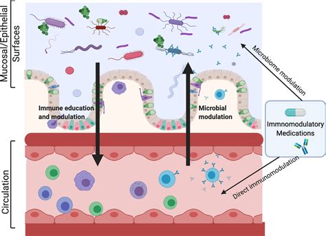 Influence Of Immunomodulatory Drugs On The Gut Microbiota