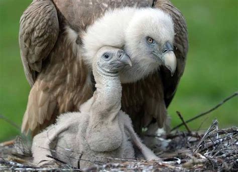 Pin By Michel Schepers On Birds Baby Animals Cute Animals Vulture