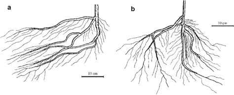 Salix Caprea Root System A Which Comprised Surface Roots Forming Download Scientific Diagram
