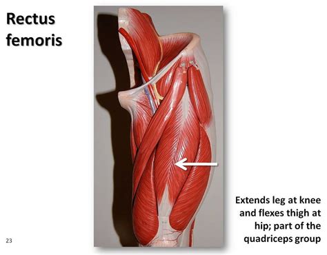 Explore The Anatomy Of The Rectus Femoris Muscle