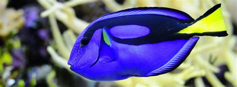 Finding Dory Blue Tang Fact Or Fiction