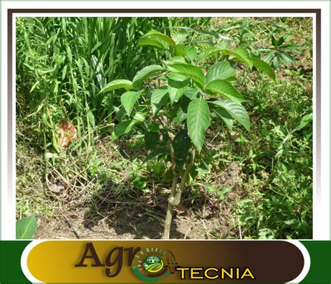 Trichanthera Gigantea A Promising Plant In Agricultural Ecosystems — Hive