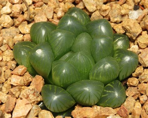 0 more photos view gallery. Haworthia cooperi var. truncata KG 386/70 - Kambroo