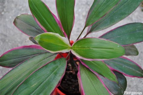 Growing And Caring For The Ti Plant Cordyline Fruticosa Florgeous
