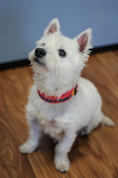Fleur Small Female West Highland White Terrier Mix Dog In Qld Petrescue