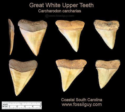 Arriba 46 Imagen Great White Shark Fossil Teeth Abzlocalmx