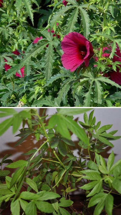 7 Best Plants That Look Like Weed Completely Legal Diy Morning