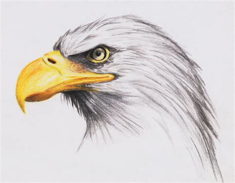 How To Draw A Eagle Bald Eagle By Highdarktemplar Traditional Art
