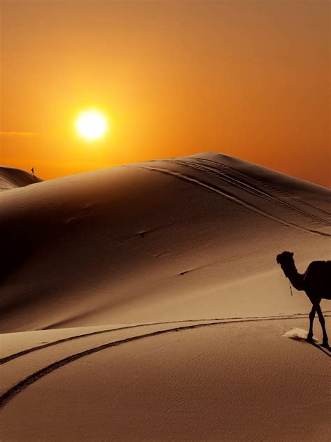 Desert Camel Background