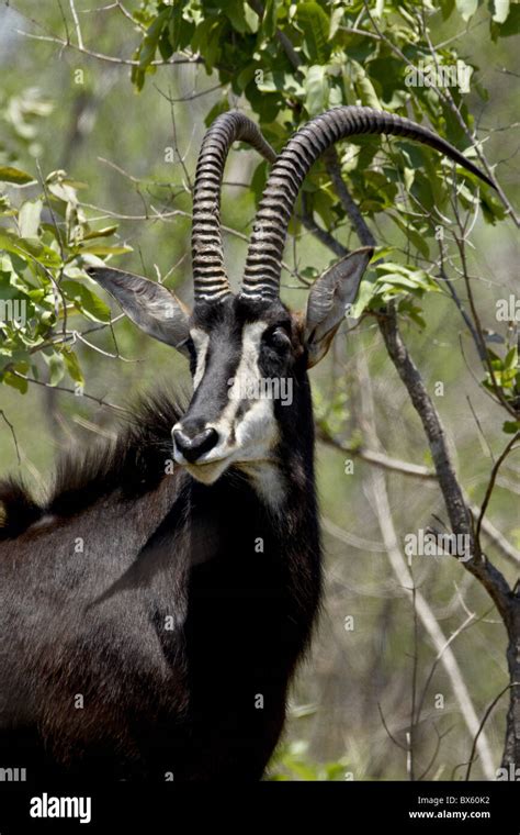 Sable Antelope Hippotragus Niger Kruger National Park South Africa