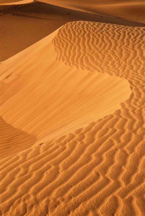 Free Images Landscape Wood Desert Dune Habitat Ecosystem Sahara