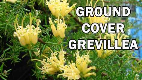 Gold Cluster Grevillea Is A Flat Growing Ground Cover Plant With