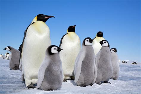 Emperor Penguin Adults And Chicks Snow Hill Island Rookery Antarctica