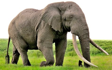 Información Básica Sobre Los Elefantes