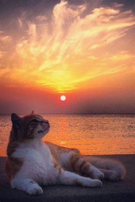 Sunset Cat Cats Pets Animals Beautiful