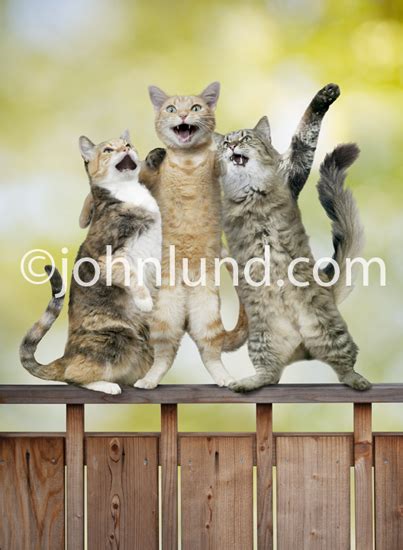 Singing Cats Standing On A Fence