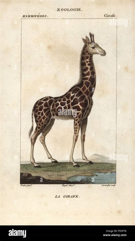 Giraffe Giraffa Camelopardalis Handcoloured Copperplate Stipple