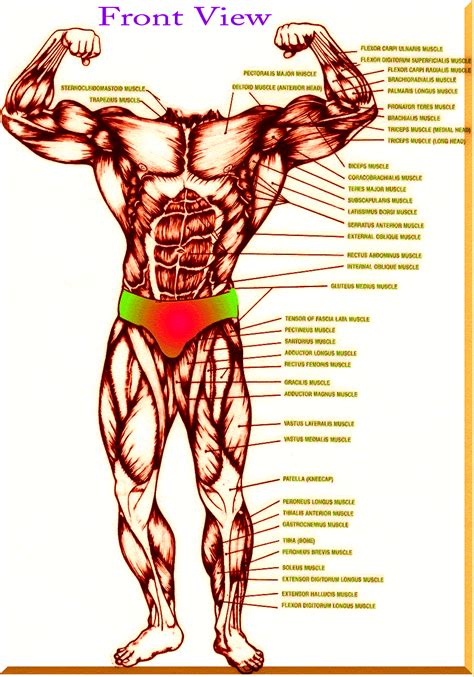 Upper Body Muscle Names Bing Images