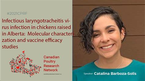 Infectious Laryngotracheitis Virus Infection In Chickens Raised In