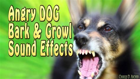 Angry Dog Bark Angry Dog Growl Sound Effects Best Quality