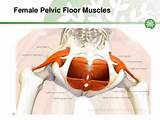 Images of Female Core Muscles