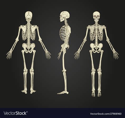 Full Human Skeleton Design Royalty Free Vector Image