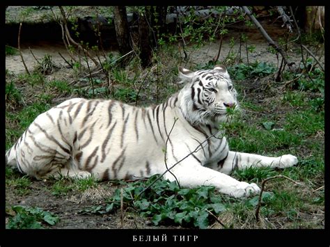 Animal Planet Wallpapers - Wallpaper Cave