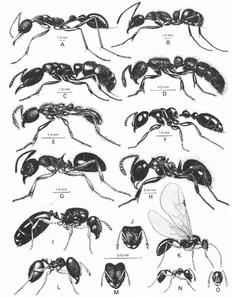 Examples Of Ant Morphology A Myrmecia Nigriceps B Diacamma Austral