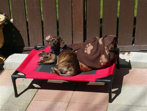 Raised dog bed with canopy raised dog bed dog tent elevated dog bed dog sun lounger dog bed with roof dog raised canopy bed pet bed with canopy pop up unfollow dog canopy bed to stop getting updates on your ebay feed. Elevated Dog bed Cot with Canopy manufacturer | Elevated ...