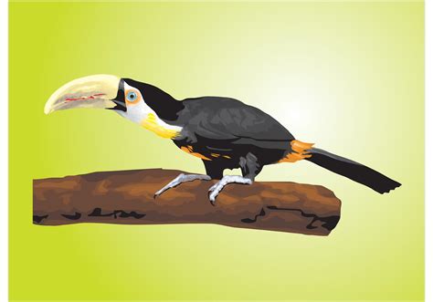 Toucan Vector Download Free Vector Art Stock Graphics And Images