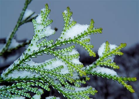 Free Images Tree Branch Snow Winter Leaf Flower Frost Green
