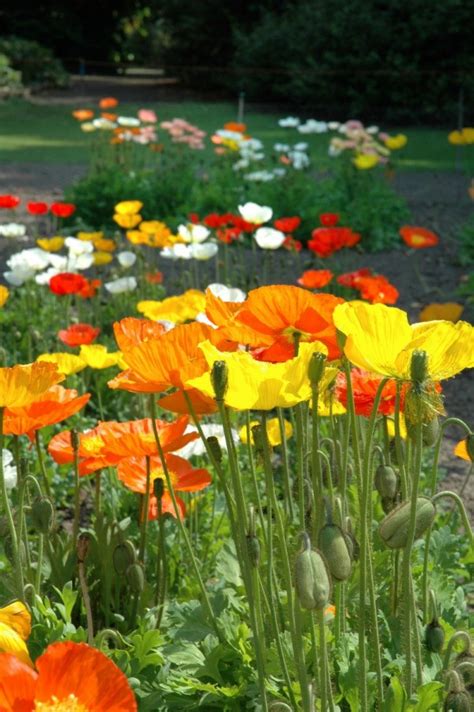 Whether growing poppies for seeds or spice, the flowers and the seed pods are beautiful and is a wonderful way to both have spice and beautify your garden! Growing Shirley Poppy | ThriftyFun