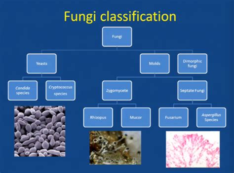 Fungal Infections Flashcards Quizlet