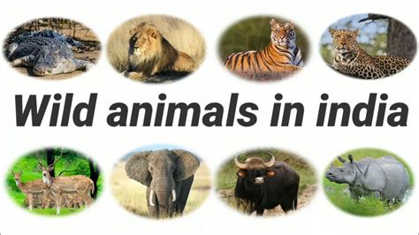 Wild Animals In India | Part-1 - YouTube