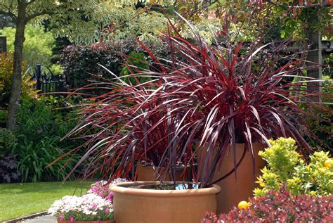 Cordyline Plant Care And Culture Travaldo S Blog