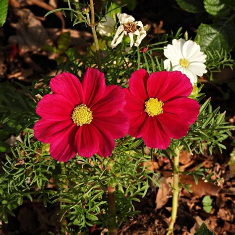 Cosmos Versailles Red Seeds The Seed Collection
