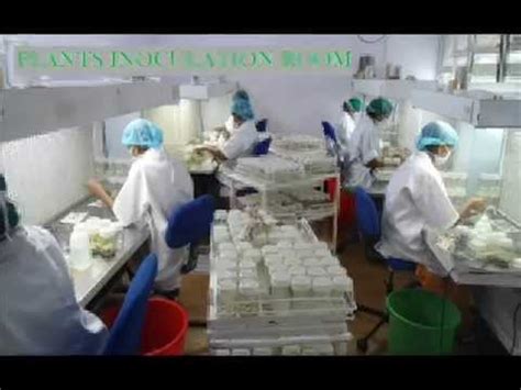 Has been added to your cart. MYSORE Bio Labs Plant Tissue culture Laboratory - YouTube