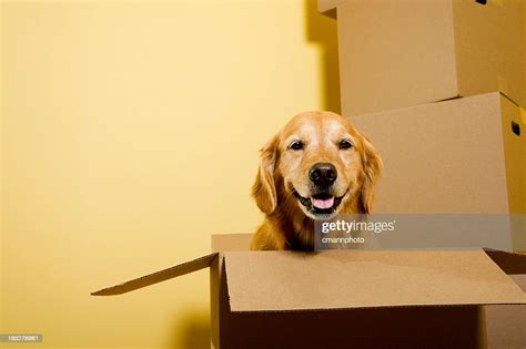 Moving Happy Golden Retriever Dog In Cardboard Box High Res Stock Photo
