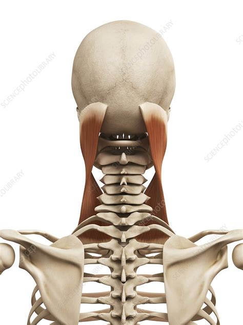 Human Neck Muscles Illustration Stock Image F0127823 Science
