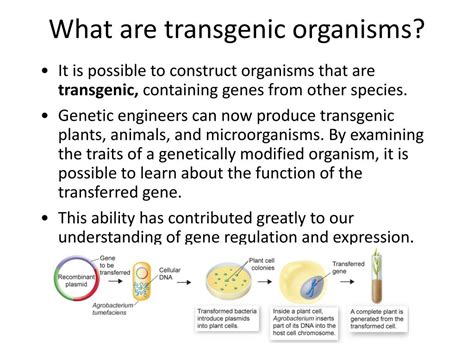A transgenic organism can be defined as an organism that has had genes from another organism put into its genome through recombinant dna techniques (transgenic organisms). PPT - What is a genome? PowerPoint Presentation, free download - ID:1606137