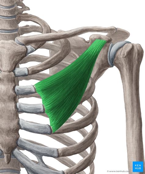 We did not find results for: Pectoralis Minor Muscle - Anatomy, Innervation & Function ...