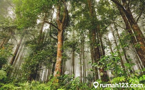 Daerah Penghasil Hutan Terbesar Di Indonesia Homecare24
