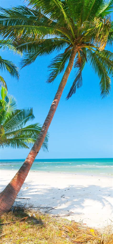 Summer Beach Palm Trees Sea 1125x2436 Iphone 11 Proxsx