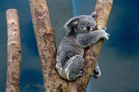 Amazing Facts About Koalas In Australia About Wild Animals