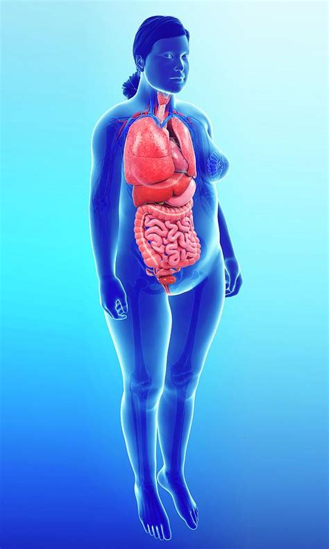 Anatomy Of Internal Organs Female Anatomy Of Internal Organs Female Images