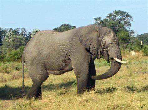 Fileelephant In Botswana
