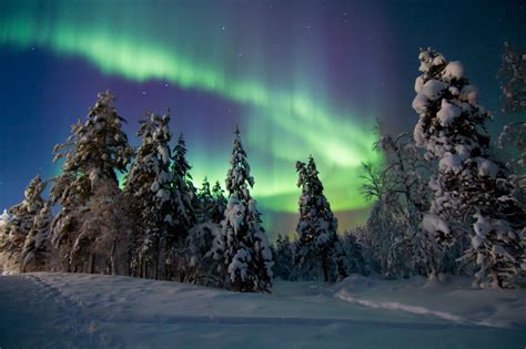 Twisting Aurora The Aurora Borealis Wraps Itself Around The Trees In